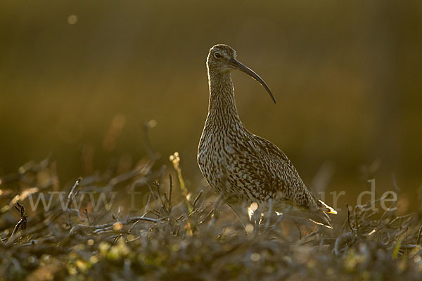 Großer Brachvogel (Numenius arquata)