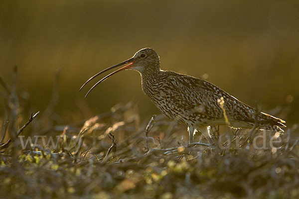 Großer Brachvogel (Numenius arquata)