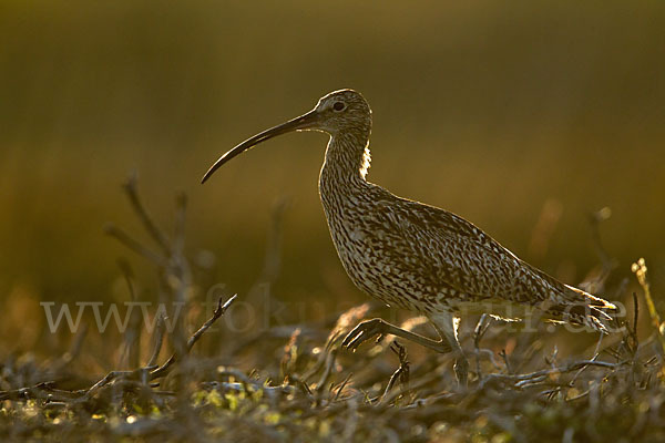 Großer Brachvogel (Numenius arquata)