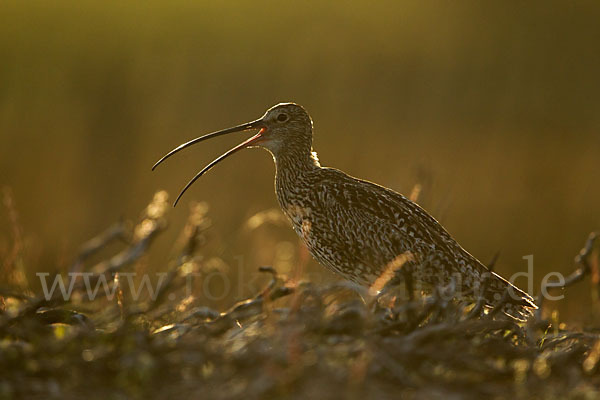 Großer Brachvogel (Numenius arquata)