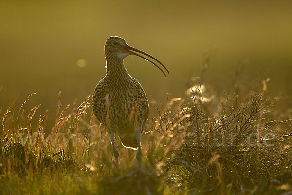 Großer Brachvogel (Numenius arquata)