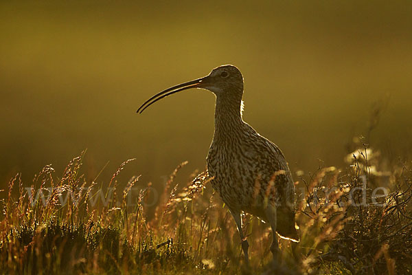 Großer Brachvogel (Numenius arquata)