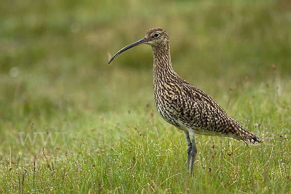 Großer Brachvogel (Numenius arquata)