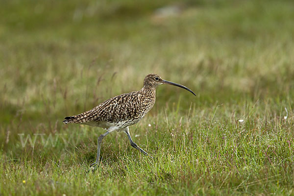 Großer Brachvogel (Numenius arquata)