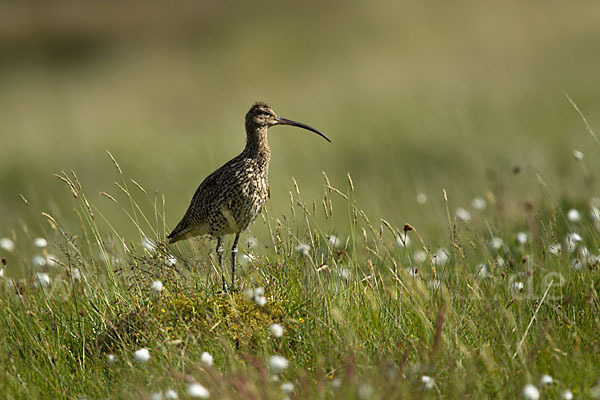 Großer Brachvogel (Numenius arquata)