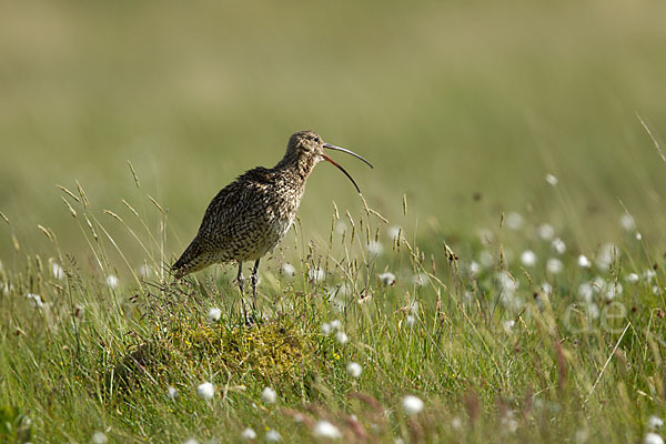 Großer Brachvogel (Numenius arquata)