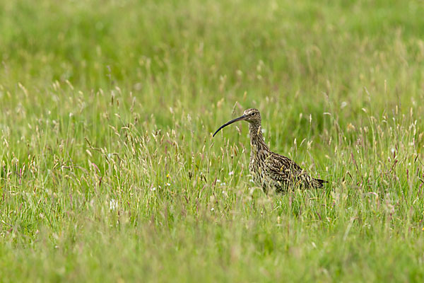 Großer Brachvogel (Numenius arquata)