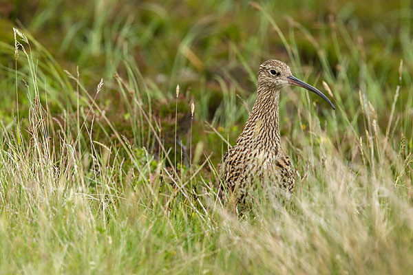 Großer Brachvogel (Numenius arquata)