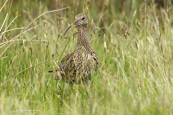 Großer Brachvogel (Numenius arquata)