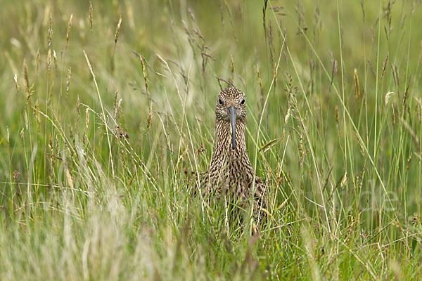 Großer Brachvogel (Numenius arquata)