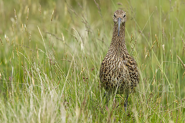 Großer Brachvogel (Numenius arquata)