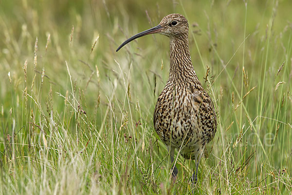 Großer Brachvogel (Numenius arquata)