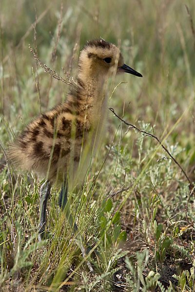 Großer Brachvogel (Numenius arquata)