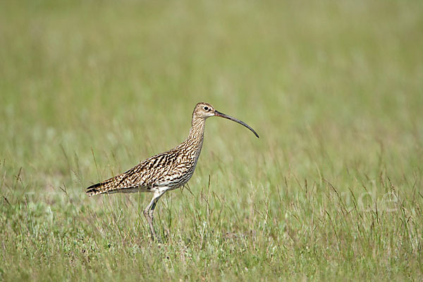 Großer Brachvogel (Numenius arquata)