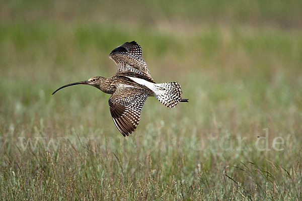 Großer Brachvogel (Numenius arquata)