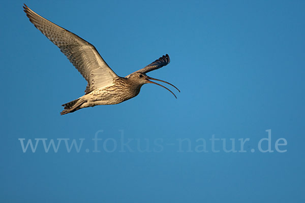 Großer Brachvogel (Numenius arquata)