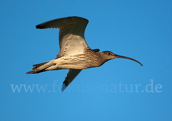 Großer Brachvogel (Numenius arquata)