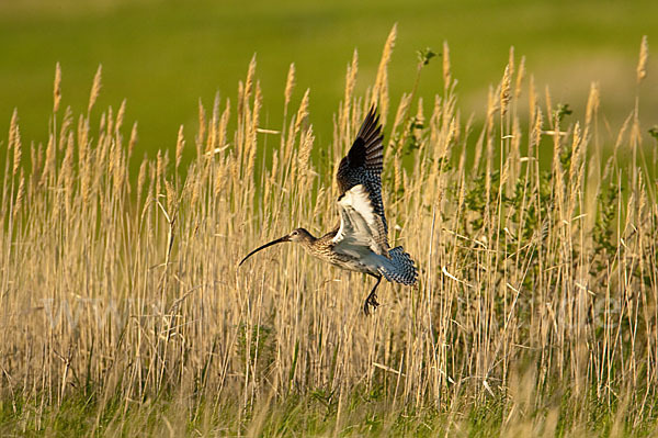 Großer Brachvogel (Numenius arquata)