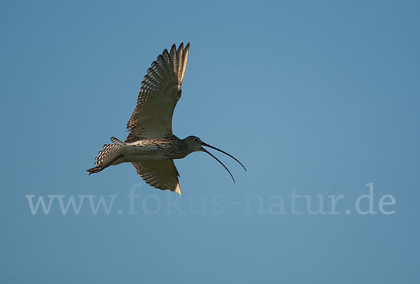 Großer Brachvogel (Numenius arquata)