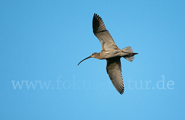 Großer Brachvogel (Numenius arquata)