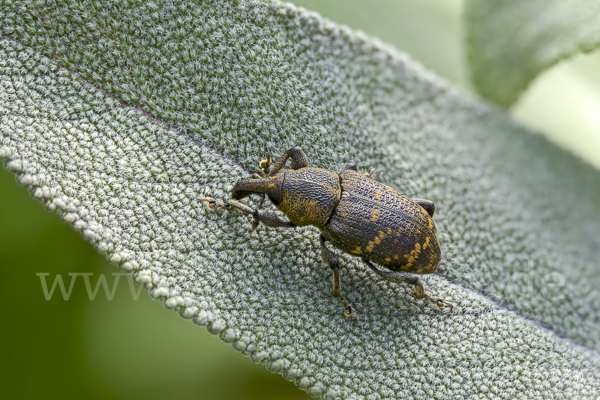 Großer Brauner Rüsselkäfer (Hylobius abietis)