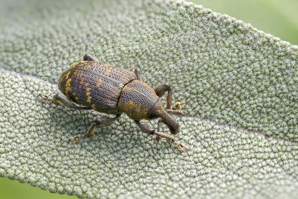 Großer Brauner Rüsselkäfer (Hylobius abietis)