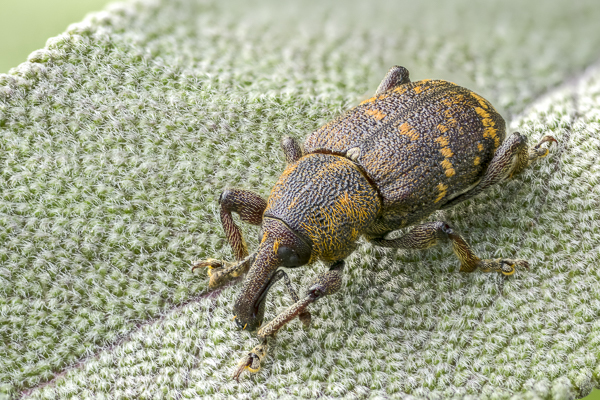 Großer Brauner Rüsselkäfer (Hylobius abietis)