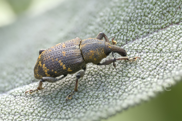 Großer Brauner Rüsselkäfer (Hylobius abietis)