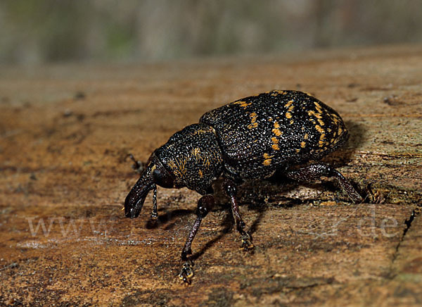 Großer Brauner Rüsselkäfer (Hylobius abietis)