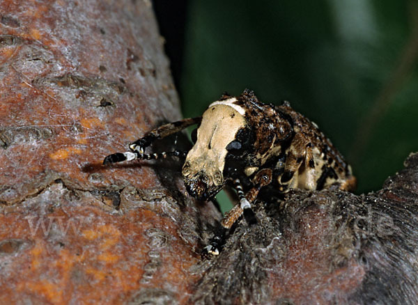 Großer Breitrüssler (Platyrhinus resinosus)