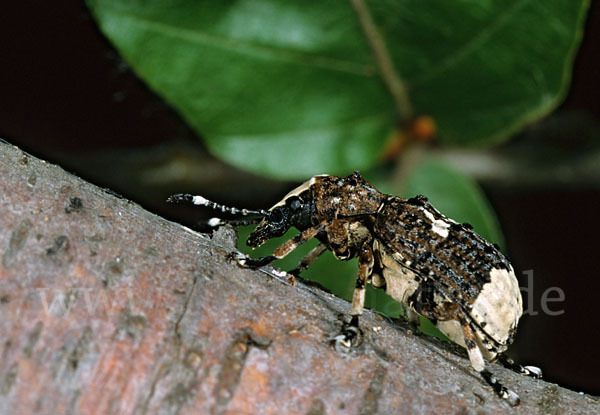 Großer Breitrüssler (Platyrhinus resinosus)