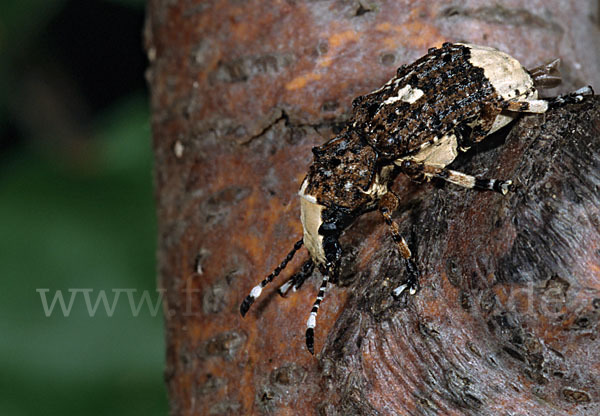 Großer Breitrüssler (Platyrhinus resinosus)