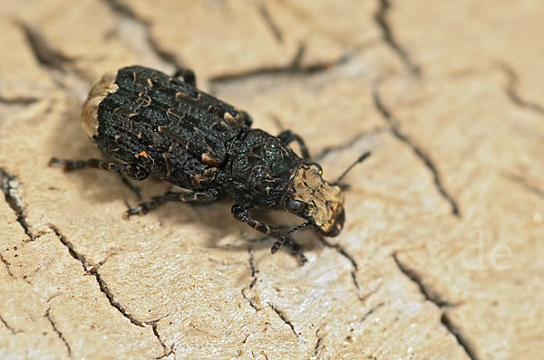 Großer Breitrüssler (Platyrhinus resinosus)