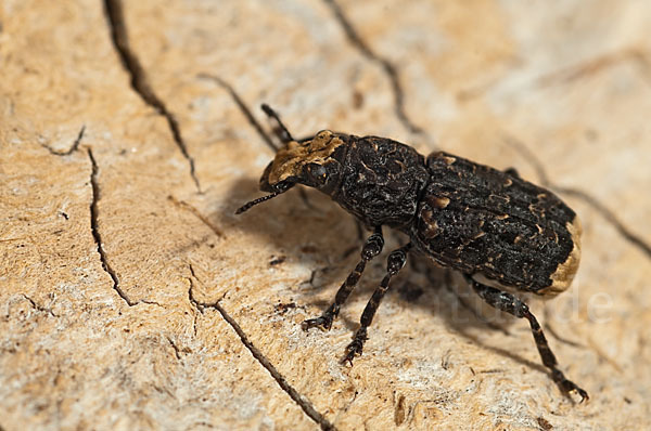 Großer Breitrüssler (Platyrhinus resinosus)