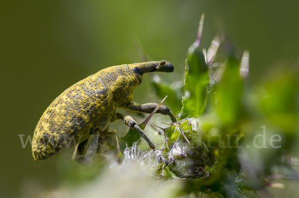 Großer Distelrüssler (Larinus sturnus)