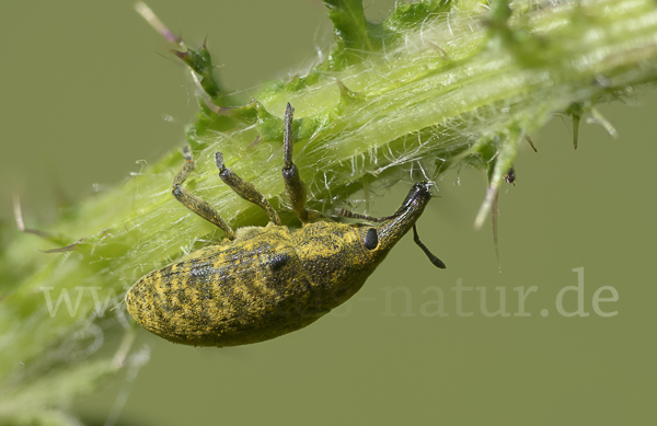 Großer Distelrüssler (Larinus sturnus)