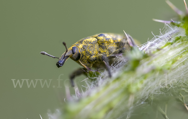 Großer Distelrüssler (Larinus sturnus)