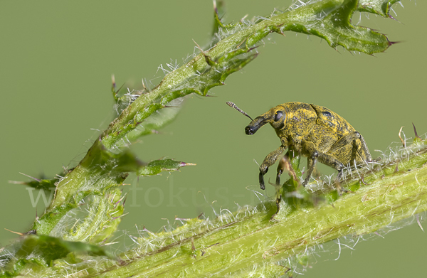 Großer Distelrüssler (Larinus sturnus)