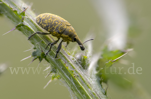 Großer Distelrüssler (Larinus sturnus)