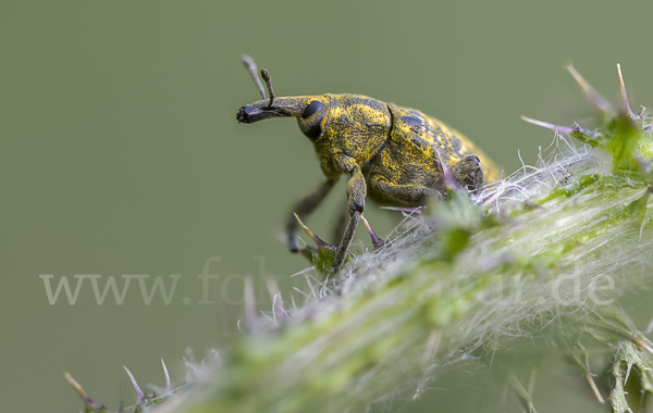 Großer Distelrüssler (Larinus sturnus)