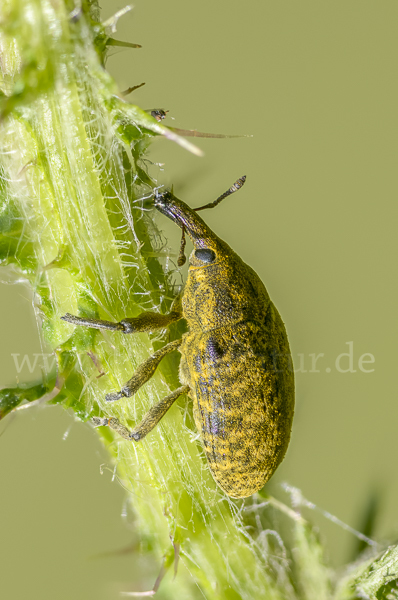 Großer Distelrüssler (Larinus sturnus)