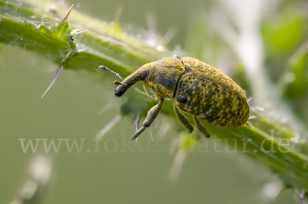 Großer Distelrüssler (Larinus sturnus)