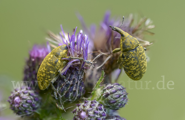 Großer Distelrüssler (Larinus sturnus)