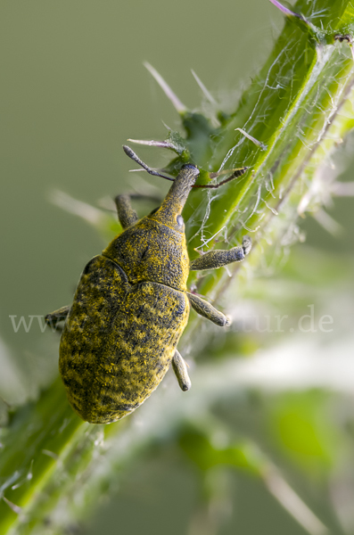 Großer Distelrüssler (Larinus sturnus)