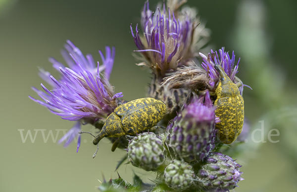 Großer Distelrüssler (Larinus sturnus)