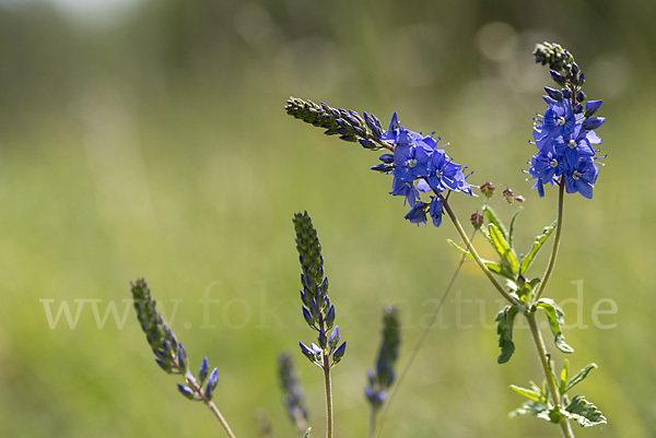 Großer Ehrenpreis (Veronica teucrium)