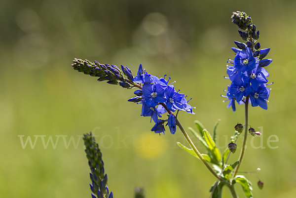 Großer Ehrenpreis (Veronica teucrium)