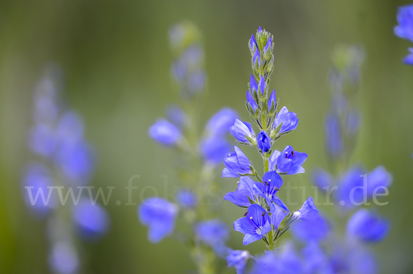 Großer Ehrenpreis (Veronica teucrium)