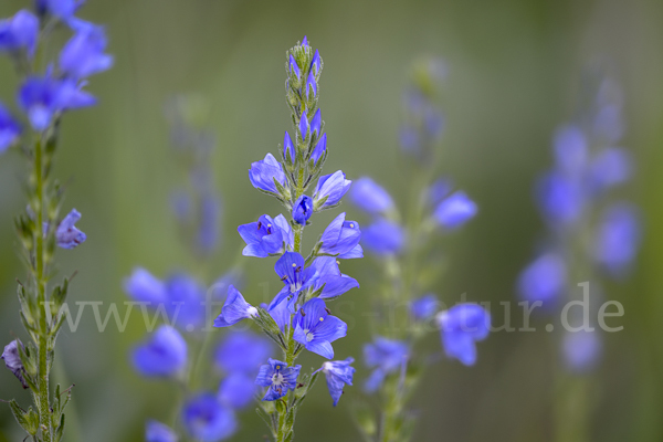 Großer Ehrenpreis (Veronica teucrium)