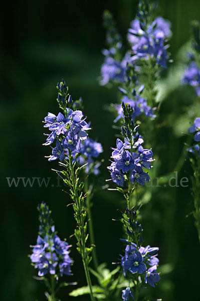 Großer Ehrenpreis (Veronica teucrium)